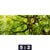 Acrylglasbild Baumkrone Einer Buche Panorama Motivorschau Seitenverhaeltnis 5 2