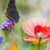 Acrylglasbild Blumenwiese Mit Schmetterlingen Querformat