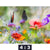 Acrylglasbild Blumenwiese Mit Schmetterlingen Querformat Motivorschau Seitenverhaeltnis 4 3