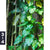 Acrylglasbild Der Dschungel Hochformat Motivorschau Seitenverhaeltnis 3 4