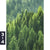 Acrylglasbild Der Wald Hochformat Motivorschau Seitenverhaeltnis 3 4