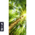 Acrylglasbild Im Frischen Gruenen Wald Hochformat Motivorschau Seitenverhaeltnis 1 2