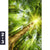 Acrylglasbild Im Frischen Gruenen Wald Hochformat Motivorschau Seitenverhaeltnis 2 3