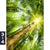 Acrylglasbild Im Frischen Gruenen Wald Hochformat Motivorschau Seitenverhaeltnis 3 4