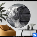 Acrylglasbild Kontrast Loewenkraft Rund Produktvorschau mit dem Bild Kontrast Löwenkraft im Format Rund.