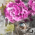 Acrylglasbild Mops Blumen Schmal