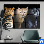 Acrylglasbild Raubkatzen Querformat Produktvorschau mit dem Bild Raubkatzen im Format Querformat.