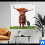 Acrylglasbild Schottisches Hochlandrind Quadrat Produktvorschau mit dem Bild Schottisches Hochlandrind im Format Quadrat.