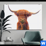 Acrylglasbild Schottisches Hochlandrind Querformat Produktvorschau mit dem Bild Schottisches Hochlandrind im Format Querformat.