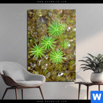Acrylglasbild Tautropfen Auf Moos Hochformat Produktvorschau mit dem Bild Tautropfen auf Moos im Format Hochformat.