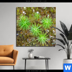 Acrylglasbild Tautropfen Auf Moos Quadrat Produktvorschau mit dem Bild Tautropfen auf Moos im Format Quadrat.