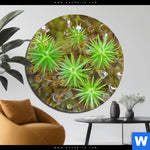 Acrylglasbild Tautropfen Auf Moos Rund Produktvorschau mit dem Bild Tautropfen auf Moos im Format Rund.