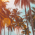 Acrylglasbild Tropische Palmen Panorama