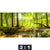 Acrylglasbild Wald Mit Sonnenstrahlen Querformat Motivorschau Seitenverhaeltnis 2 1