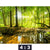 Acrylglasbild Wald Mit Sonnenstrahlen Querformat Motivorschau Seitenverhaeltnis 4 3