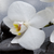 Acrylglasbild Weisse Orchideen Rund