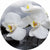 Acrylglasbild Weisse Orchideen Rund Motivvorschau