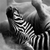 Acrylglasbild Zebra Staub Querformat