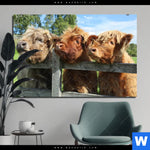 Aluminiumbild Gebürstet Drei Schottische Rinder Querformat Produktvorschau mit dem Bild Drei Schottische Rinder im Format Querformat.