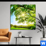 Aluminiumbild Gebürstet Sonnendurchfluteter Baum Quadrat Produktvorschau mit dem Bild Sonnendurchfluteter Baum im Format Quadrat.
