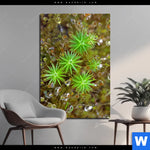 Aluminiumbild Gebürstet Tautropfen Auf Moos Hochformat Produktvorschau mit dem Bild Tautropfen auf Moos im Format Hochformat.