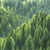 Bild Edelstahloptik Der Wald Quadrat Motivvorschau