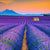 Bild Edelstahloptik Lavendel Blumen Feld Quadrat Motivvorschau