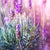 Bild Edelstahloptik Lavendelbluetenfeld Quadrat Zoom