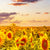 Alu-Dibond Bild | Leuchtend gelbe Sonnenblumen am Abend | Rund