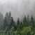 Bild Edelstahloptik Wald Im Nebel Panorama