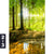 Bild Edelstahloptik Wald Mit Sonnenstrahlen Hochformat Motivorschau Seitenverhaeltnis 2 3