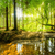 Bild Edelstahloptik Wald Mit Sonnenstrahlen Quadrat Motivvorschau