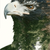 Leinwandbild Adler Wald Hochformat