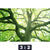 Leinwandbild Baum Im Wald Querformat Motivorschau Seitenverhaeltnis 3 2