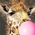 Leinwandbild Bubble Gum Giraffe Quadrat Zoom