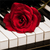 Leinwandbild Klavier Rose Querformat