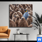 Leinwandbild Koenigspinguine Quadrat Produktvorschau mit dem Bild Königspinguine im Format Quadrat.