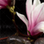 Leinwandbild Magnolien Zen Steine Hochformat