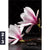 Leinwandbild Magnolien Zen Steine Hochformat Motivorschau Seitenverhaeltnis 2 3