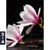 Leinwandbild Magnolien Zen Steine Hochformat Motivorschau Seitenverhaeltnis 3 4