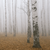 Leinwandbild Nebel Im Birkenwald Panorama
