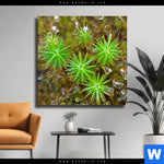 Leinwandbild Tautropfen Auf Moos Quadrat Produktvorschau mit dem Bild Tautropfen auf Moos im Format Quadrat.