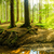 Leinwandbild Wald Mit Sonnenstrahlen Quadrat Zoom