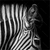 Leinwandbild Zebra Schwarzweiss Hochformat