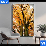 Leuchtbild Alte Buche Hochformat Produktvorschau mit dem Bild Alte Buche im Format Hochformat.