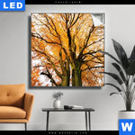 Leuchtbild Alte Buche Quadrat Produktvorschau mit dem Bild Alte Buche im Format Quadrat.