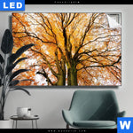 Leuchtbild Alte Buche Querformat Produktvorschau mit dem Bild Alte Buche im Format Querformat.