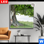 Leuchtbild Dia Alte Linde Auf Sommerwiese Quadrat Produktvorschau mit dem Bild Alte Linde auf Sommerwiese im Format Quadrat.