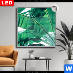 Leuchtbild Dia Bananenpalme Quadrat Produktvorschau mit dem Bild Bananenpalme im Format Quadrat.