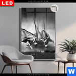 Leuchtbild Dia Das Duell Hochformat Produktvorschau mit dem Bild Das Duell im Format Hochformat.